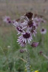 Berkheya purpurea