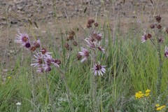 Berkheya purpurea