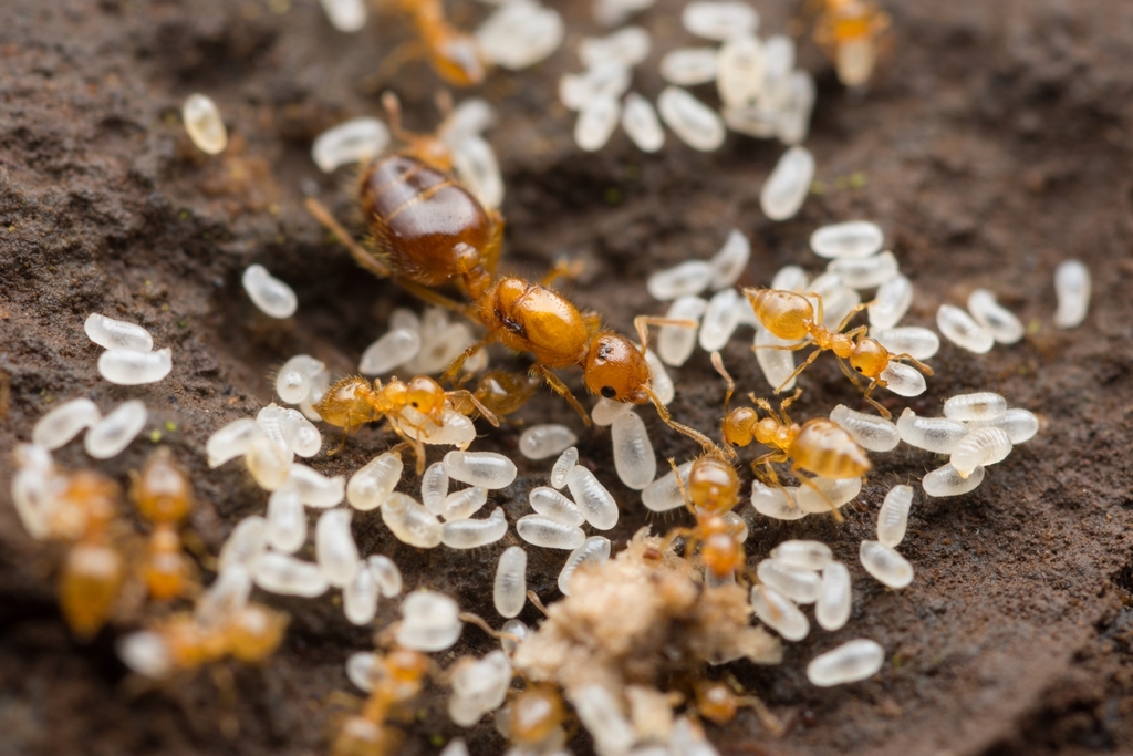 Crematogaster osakensis