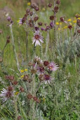 Berkheya purpurea