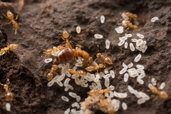 Crematogaster osakensis