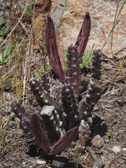 Stapelia cedrimontana