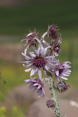 Berkheya purpurea