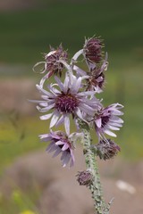 Berkheya purpurea