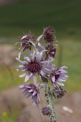 Berkheya purpurea