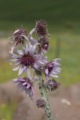 Berkheya purpurea