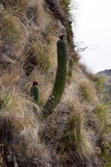 Trichocereus bertramianus