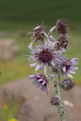 Berkheya purpurea