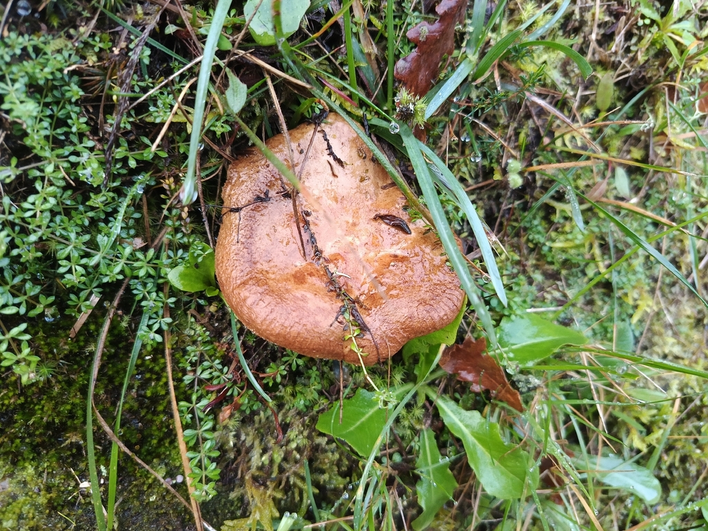 Paxillus involutus · January 2026 · photo: © carl_ramirez (iNaturalist, cc-by)