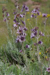 Berkheya purpurea