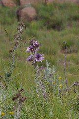 Berkheya purpurea