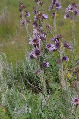Berkheya purpurea