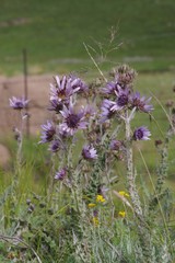 Berkheya purpurea