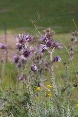 Berkheya purpurea