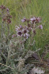 Berkheya purpurea