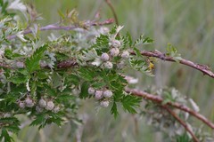 Rubus ludwigii