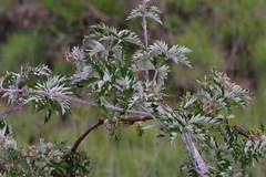 Rubus ludwigii