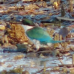 Todiramphus sordidus