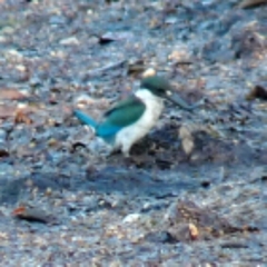 Todiramphus sordidus