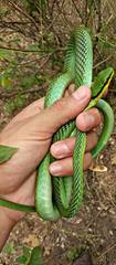 Leptophis mexicanus
