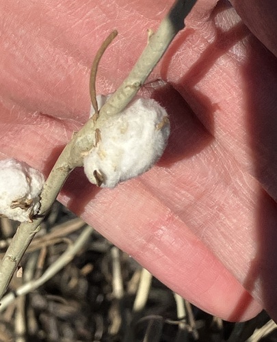 Unknown species found near Littleton, CO, USA