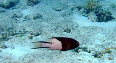 Bodianus anthioides