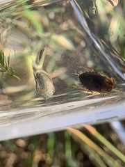 Pelocoris biimpressus biimpressus