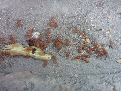 Pogonomyrmex tenuispinus