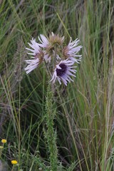 Berkheya purpurea