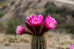 Trichocereus bertramianus