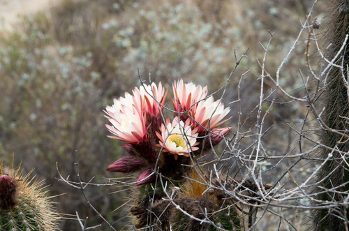 Trichocereus bertramianus