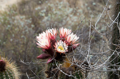 Trichocereus bertramianus