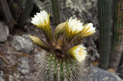 Trichocereus bertramianus