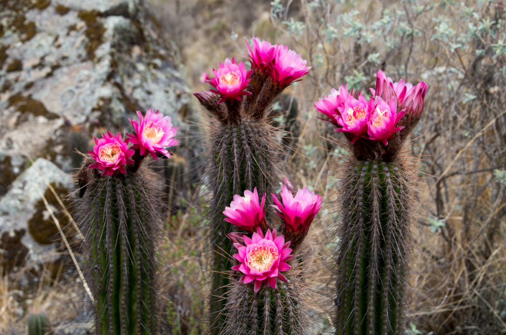 Trichocereeae