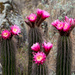 Trichocereeae - Photo (c) Martin Lowry,  זכויות יוצרים חלקיות (CC BY-NC), הועלה על ידי Martin Lowry