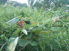 Alpinia koshunensis