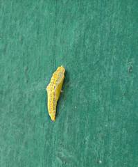 Lepidoptera