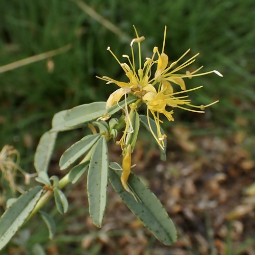 palmer's jackass-clover (Cleomella palmeri)