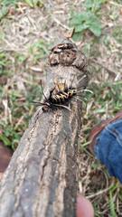Lepidoptera