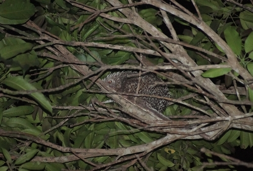 Baturite Porcupine
