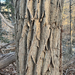 Eastern Cottonwood from Huntingdon Rd, Bryn Athyn, PA, US on January 08, 2026 at 04:04 PM by eli94837