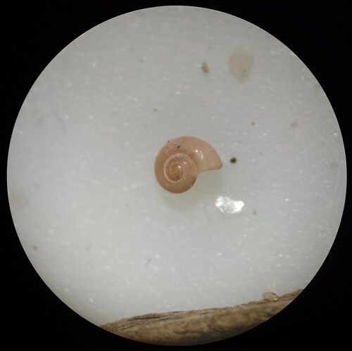 Skeneopsis planorbis
