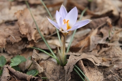 Crocus biflorus