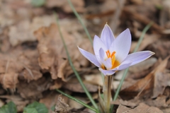 Crocus biflorus