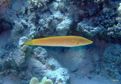 Cigar Wrasse photo 4