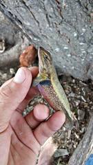 Sceloporus variabilis