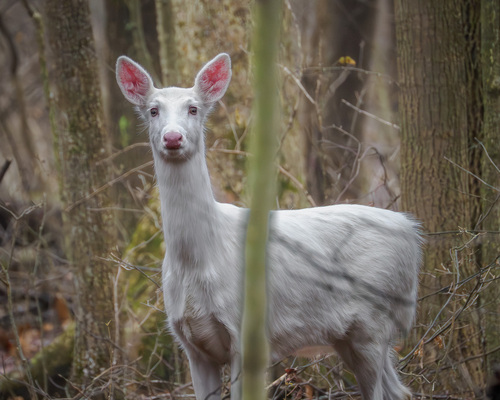 White-tailed Deer photographed in Ohio