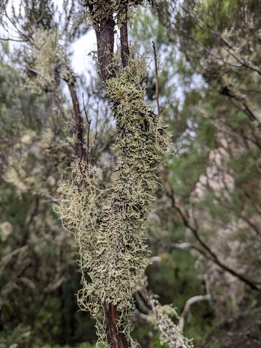 Hypogymnia tavaresii, 2026-01-04