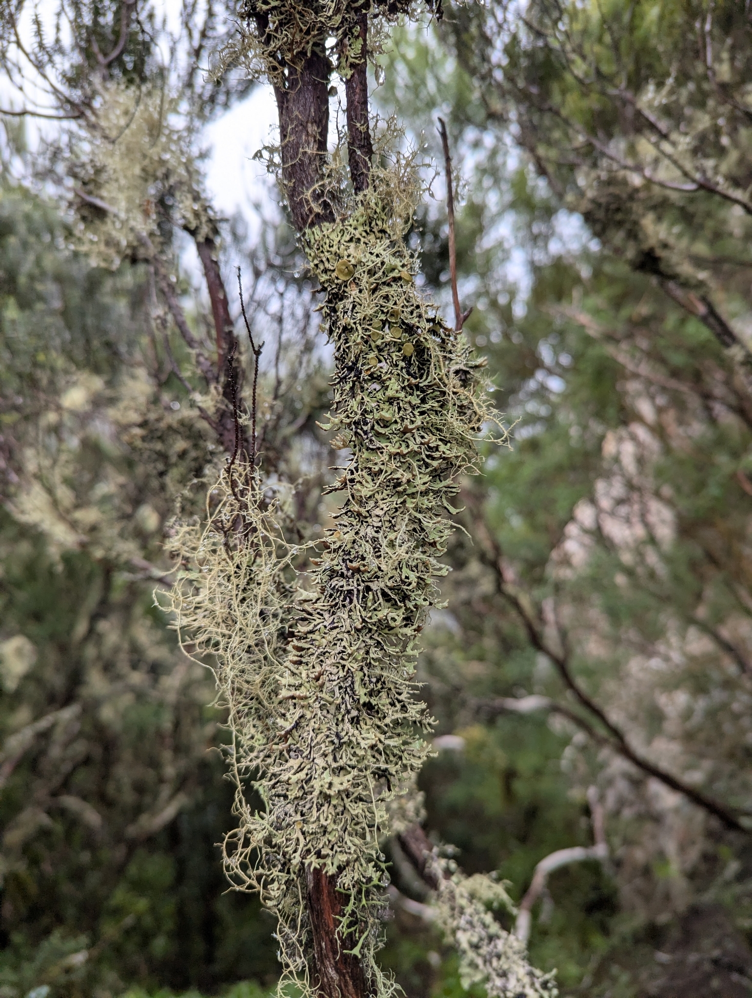 Hypogymnia tavaresii
