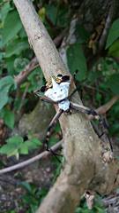 Argiope argentata